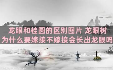 龙眼和桂圆的区别图片 龙眼树为什么要嫁接不嫁接会长出龙眼吗